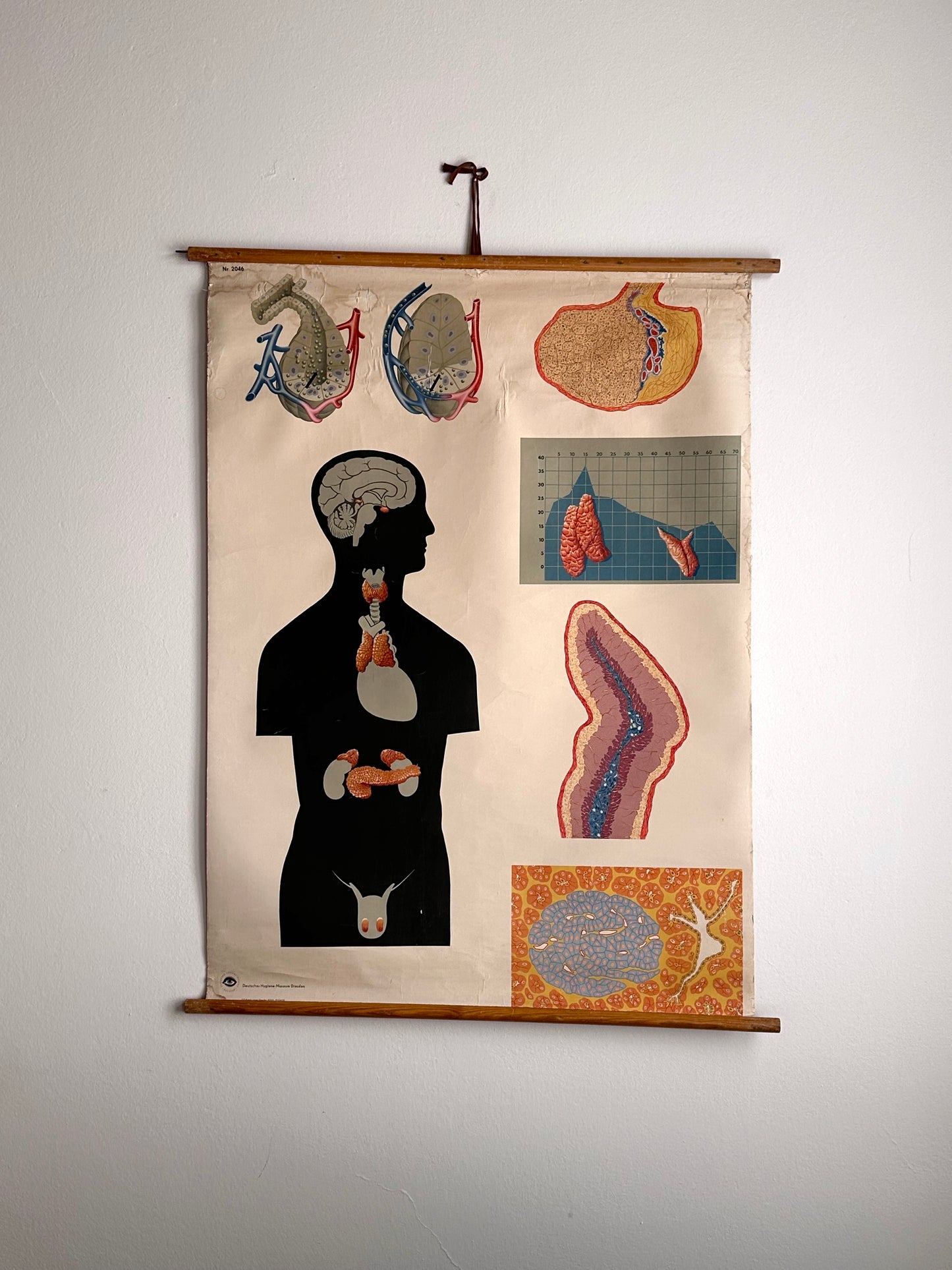 1960s Deutsches Hygiene-Museum Dresden chart of Anatomy