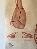 1960s Wall art of meet parts. (Veal)