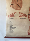 1960s Wall art of meet parts. (Veal)